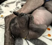 Mexický naháč Standart(Xoloitzcuintli)