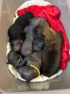 Mexický naháč Standart(Xoloitzcuintli)