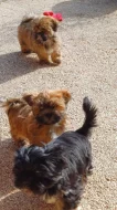 Lhasa Apso s PP