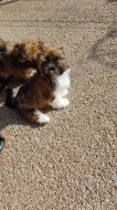 Lhasa Apso s PP