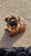 Lhasa Apso s PP
