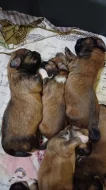 Lhasa Apso s PP