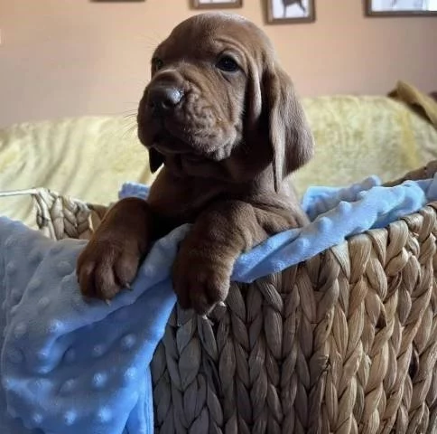 Madarský ohař s PP