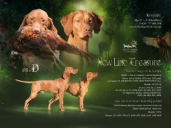 Madarský ohař s PP