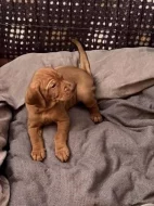 Madarský ohař s PP