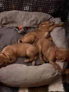 Madarský ohař s PP