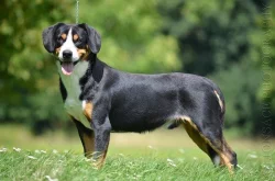 Entlebušsky salašnícky pes