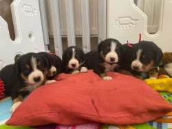 Entlebušsky salašnícky pes