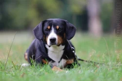 Entlebušsky salašnícky pes