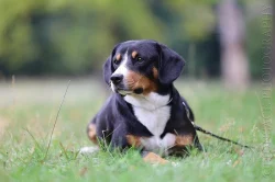 Entlebušsky salašnícky pes