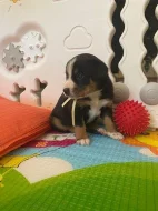 Entlebušsky salašnícky pes