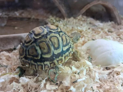 Nabízím mláďata želvy pardálí, uhlířské, zelenavé, vroubené