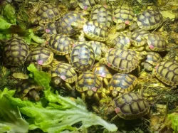 Nabízím mláďata želvy pardálí, uhlířské, zelenavé, vroubené