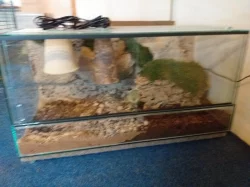 Nabízím mláďata želvy pardálí, uhlířské, zelenavé, vroubené
