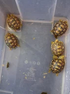 Nabízím mláďata želvy pardálí, uhlířské, zelenavé, vroubené