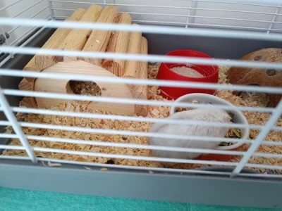 Křeček s klecí a výbavou