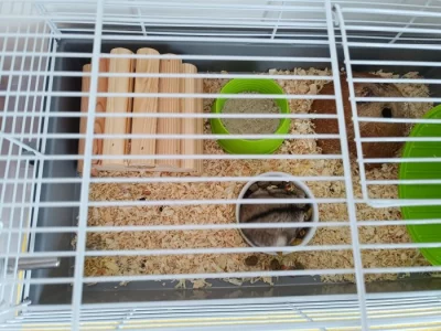 Křeček s vybavením