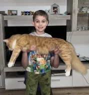 Mainská mývalí koťatka