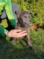 Holandský ovčák s PP