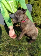 Holandský ovčák s PP