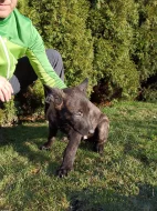 Holandský ovčák s PP