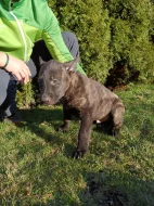 Holandský ovčák s PP