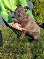 Holandský ovčák s PP