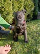 Holandský ovčák s PP