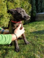 Holandský ovčák s PP