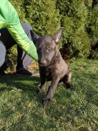 Holandský ovčák s PP