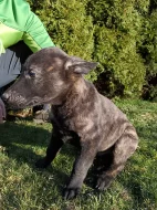 Holandský ovčák s PP