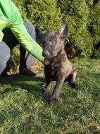 Holandský ovčák s PP