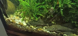Ancistrus
