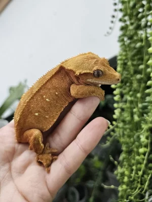 Pagekon řasnatý/ciliatus - samice