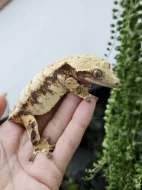 Samice ciliatus / pagekon řasnatý