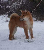 Shiba