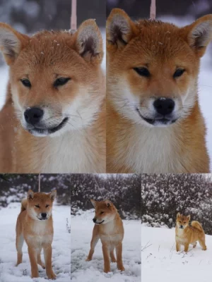 Shiba