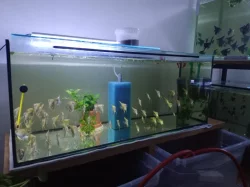 Skaláři Modří a Černí..na prodej i zdarma