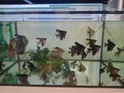 Skaláři Modří a Černí..na prodej i zdarma