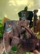 Skaláři Modří a Černí..na prodej i zdarma