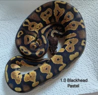 ♂️ Krajta královská