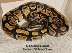 ♂️ Krajta královská