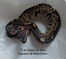 ♂️ Krajta královská