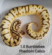 ♂️ Krajta královská