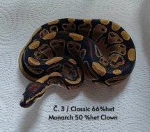 ♂️ Krajta královská