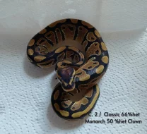 ♂️ Krajta královská