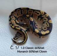 ♂️ Krajta královská