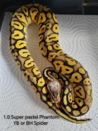 ♂️ Krajta královská