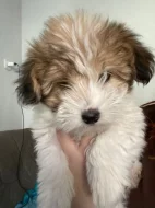 Coton de tulear
