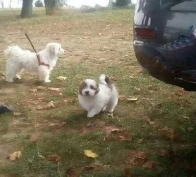 Coton de tulear